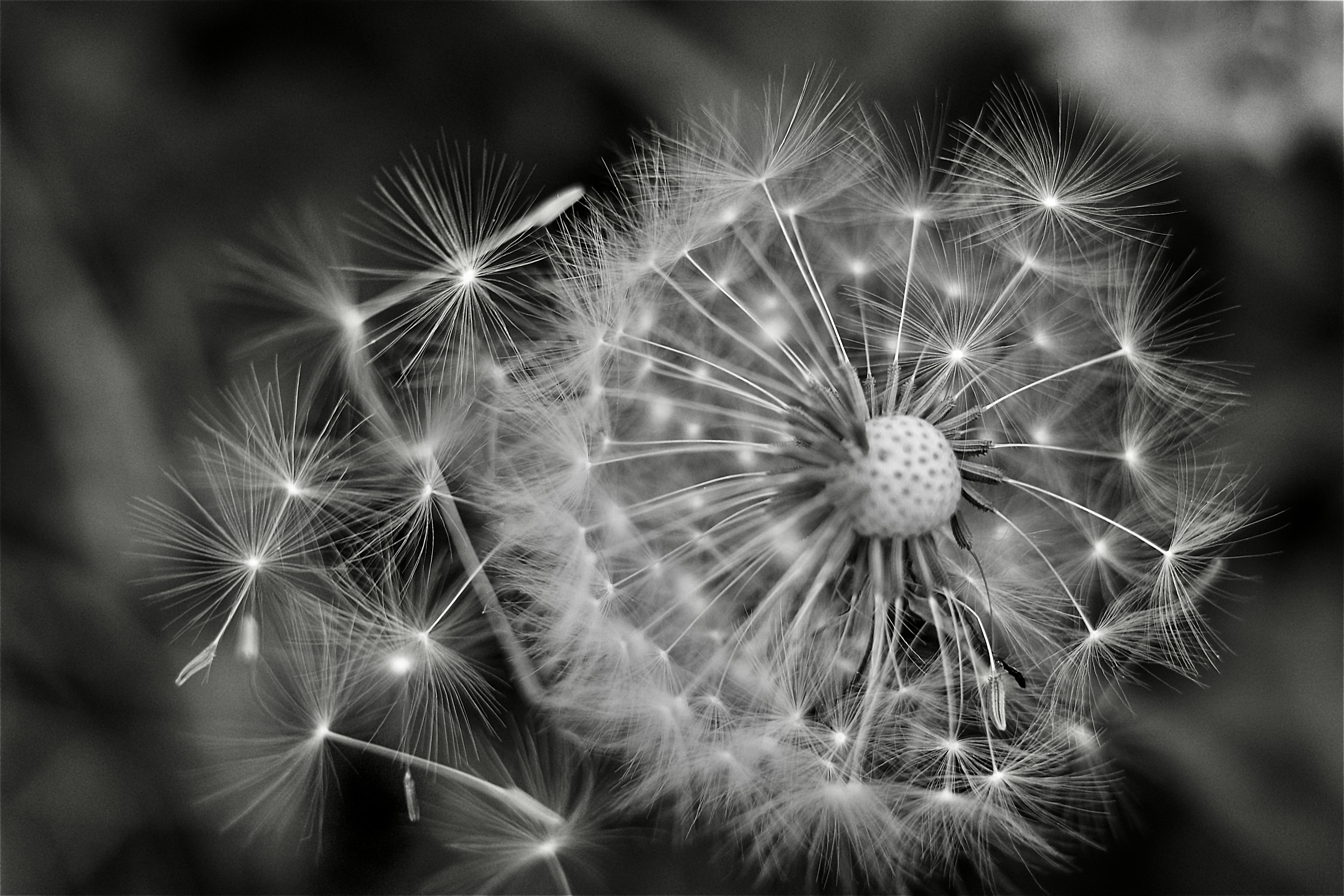 VEGETAL - GOMBART, Christelle