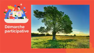 Arbres remarquables