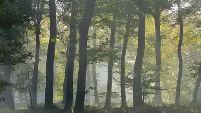 forêts