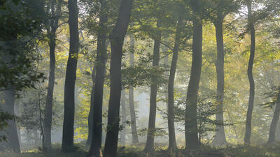 forêts