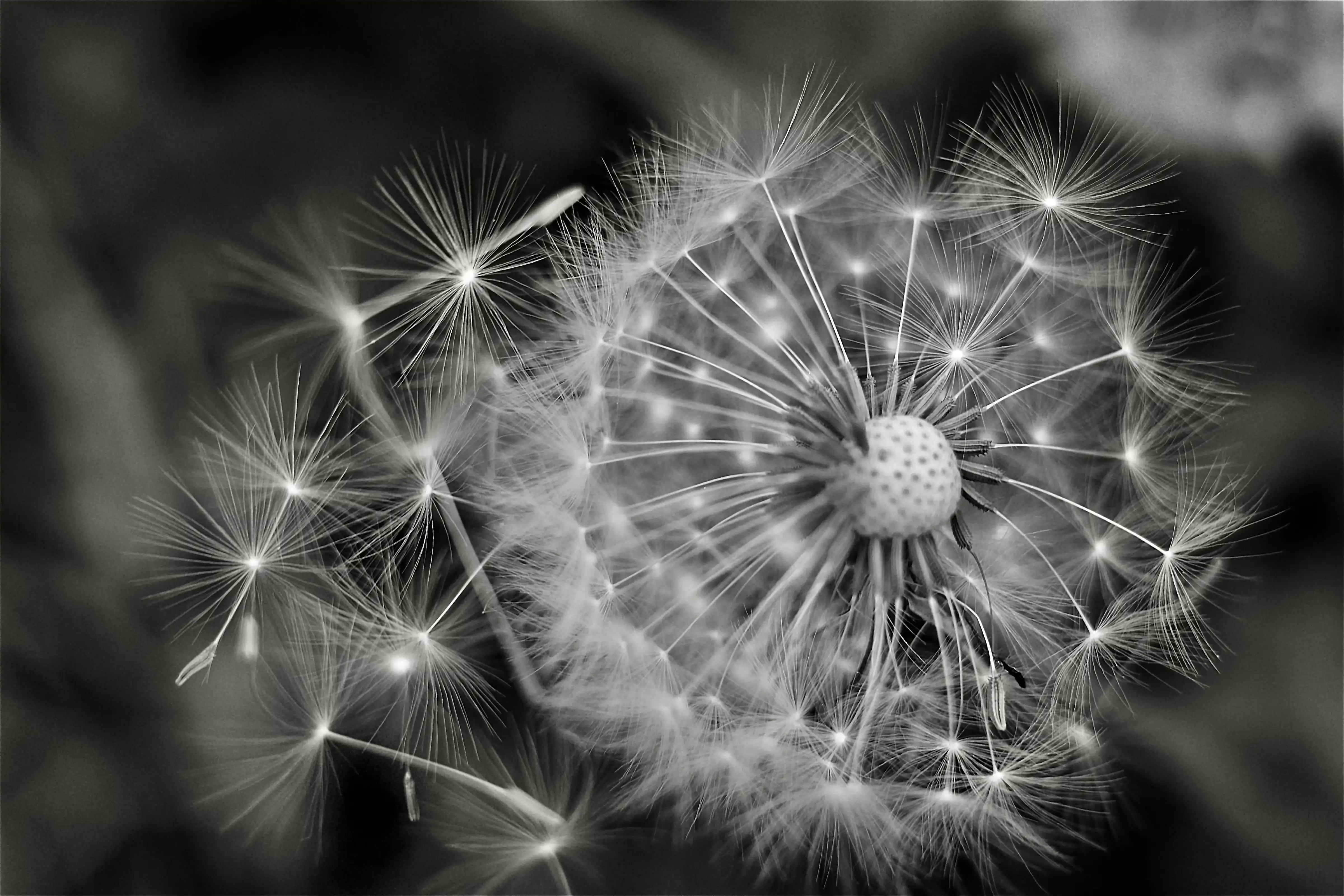 VEGETAL - GOMBART, Christelle