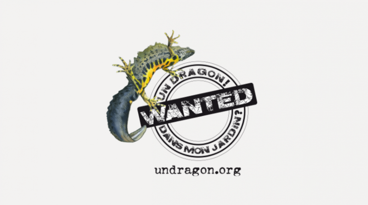 Un dragon dans mon jardin
