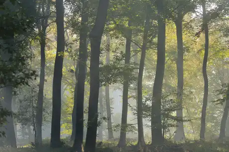 forêts