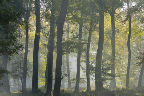 forêts